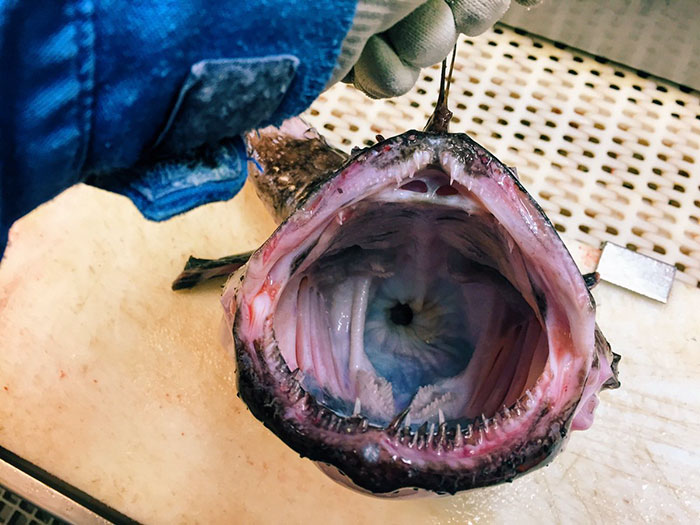 fisherman-posts-deep-sea-creatures-roman-fedorstov-russia-23-585a597394231__700