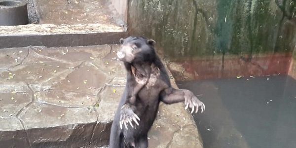 Beruang Zoo Bandung Dibiar Lapar, Makan Najis Sendiri