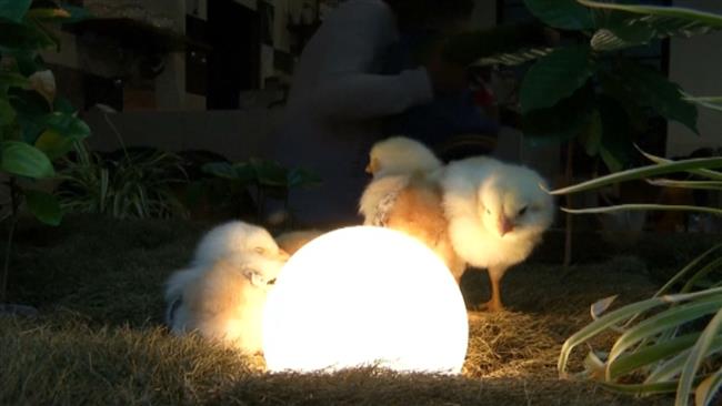 Kafe Di Taiwan Jadikan Anak Ayam Sebagai Dekorasi
