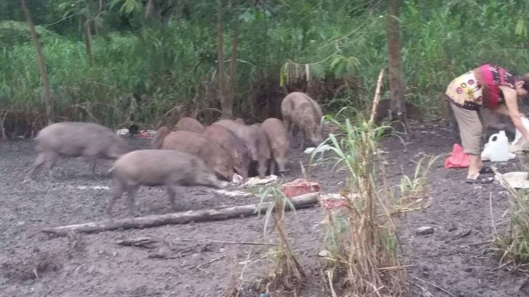 babi-hutan