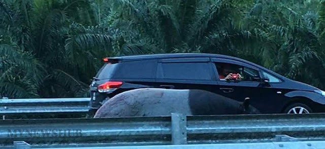 Video: Selamba 'Dia' Berjalan-Jalan Di LPT2