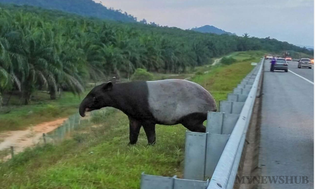 Video: Selamba 'Dia' Berjalan-Jalan Di LPT2