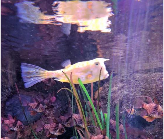 Tular Ikan Beracun Mirip Presiden Donald Trump