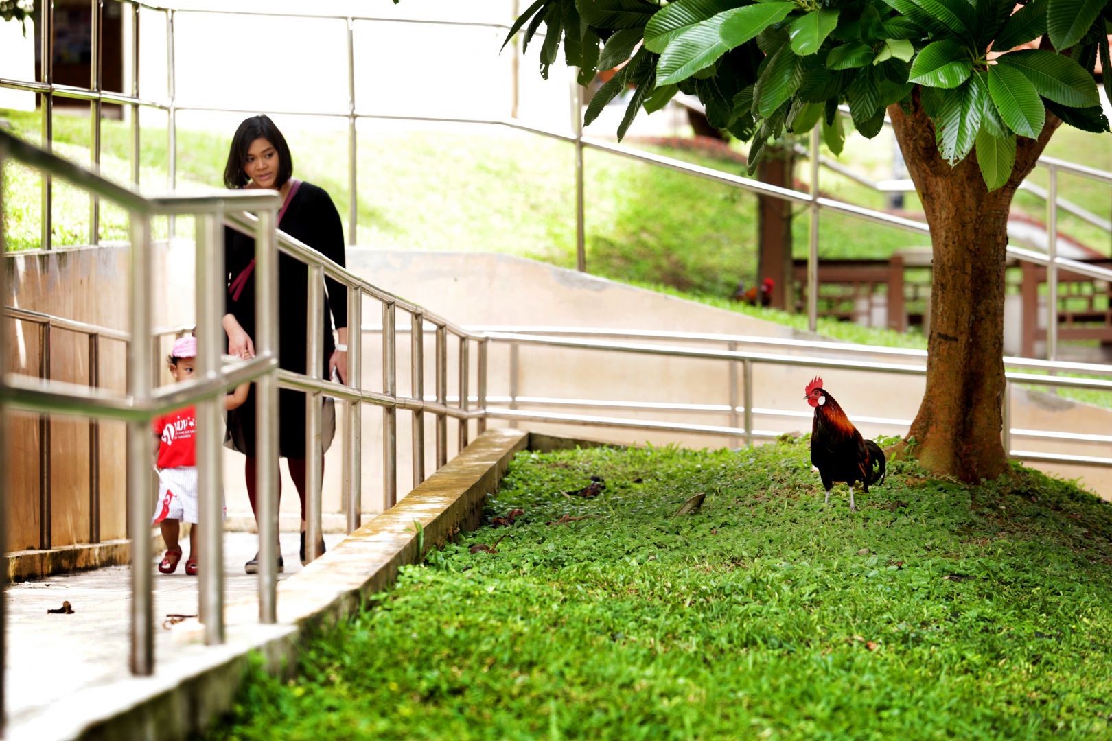 Singapura Bunuh Puluhan Ayam Bising Ganggu Penduduk