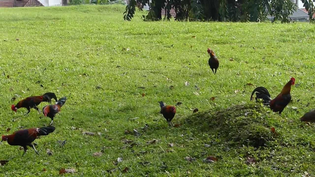 Singapura Bunuh Puluhan Ayam Bising Ganggu Penduduk