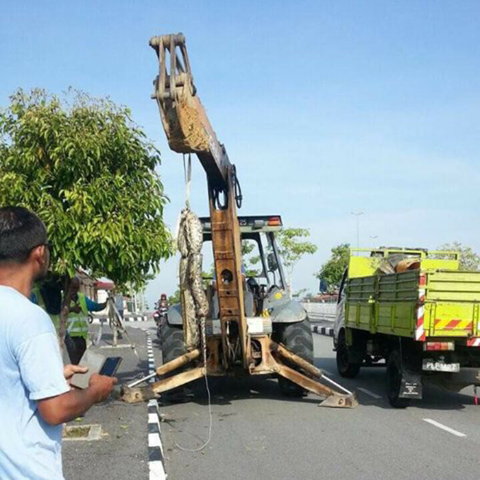 Bangkai Ular Sawa Seberat 60kg Dalam Longkang