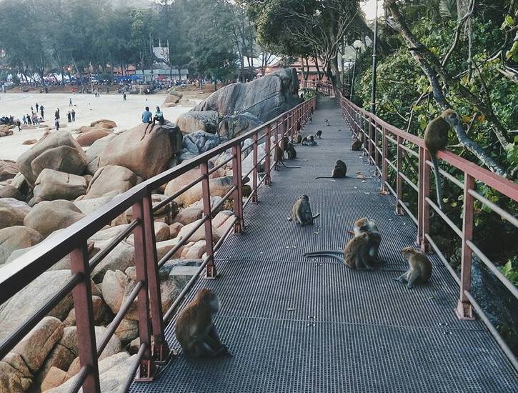 Pelancong Korea Cedera 'Diserang' Kera Liar