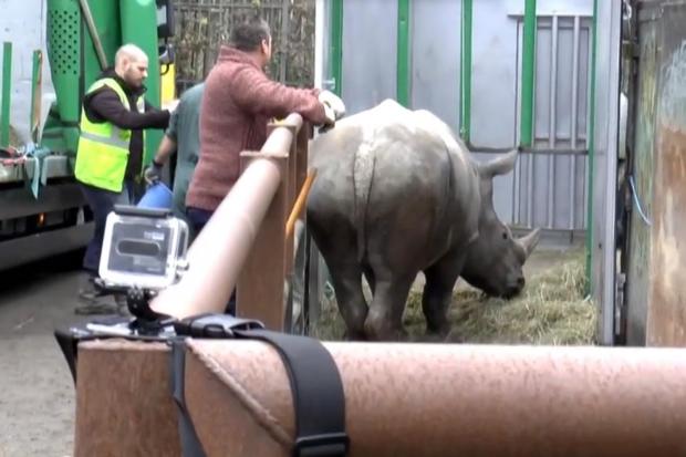 Badak Ditembak Mati Di Zoo Perancis, Sumbu Dicuri