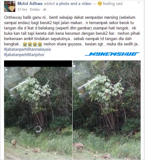 Beruk Liar Dianiaya, Tangan Diikat Ke Belakang Badan