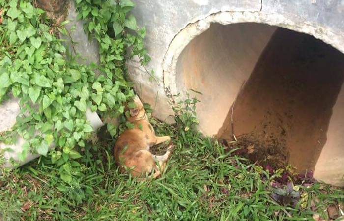 Tindakan Wanita Melayu Selamatkan Anjing Dipuji