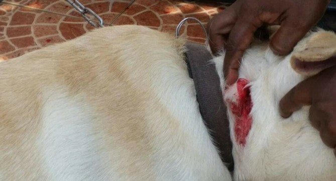 Cubaan Samun Gagal, Anjing Pula Jadi Mangsa