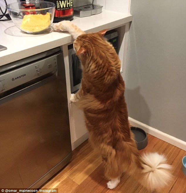 WOW!! Adakah Ini Kucing Terpanjang Di Dunia?
