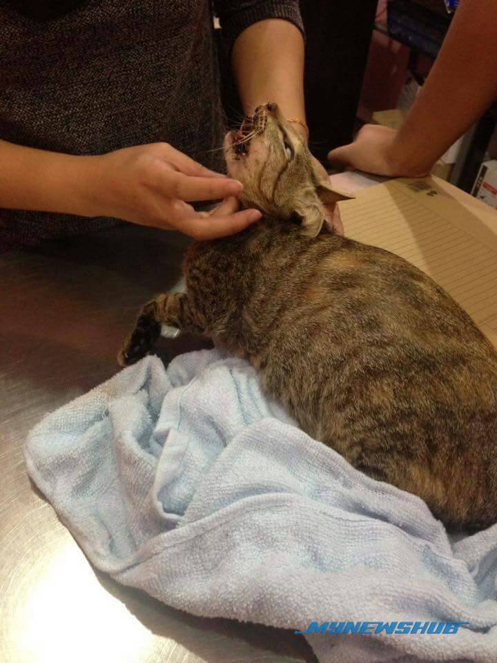 Allah... Kucing Bunting Dipukul Sampai Rahang Patah