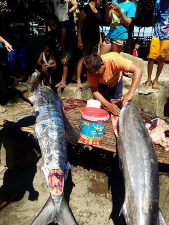 Ikan Penuh Tatu Ditangkap Di Filipina