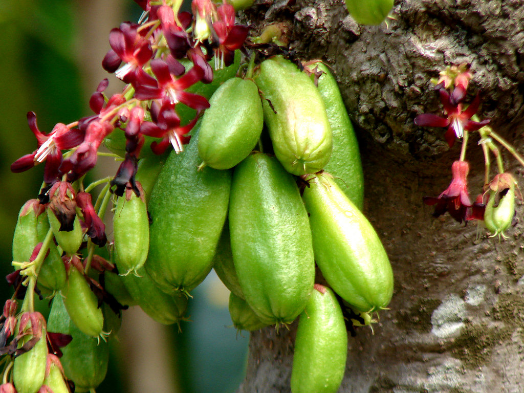 Sambal Hitam Pahang Jadi Rebutan Di Terengganu
