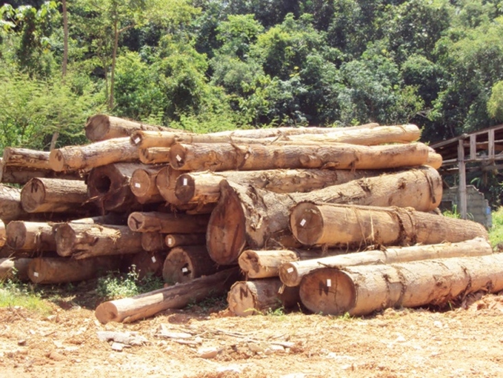 jenis kayu di malaysia