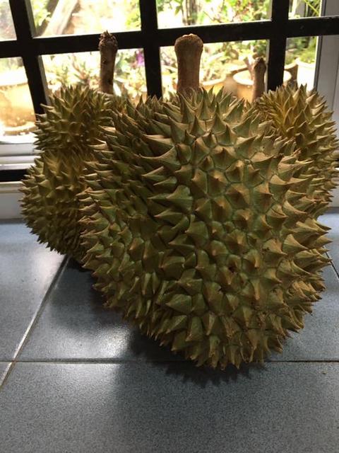 Jaga-Jaga… ASFA50 Bakal Cabar Musang King! – MYNEWSHUB Jaga-Jaga… ASFA50 Bakal Cabar Musang King! – MYNEWSHUB