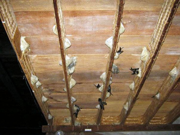 Rumah Burung Walet Bantu Masyarakat Tingkat Pendapatan Rumah Burung Walet Bantu Masyarakat Tingkat Pendapatan