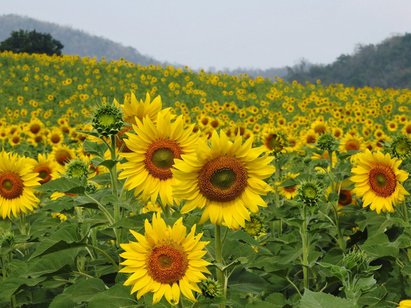 Ladang Bunga  Matahari Tarikan Popular Di  Khao Yai MYNEWSHUB