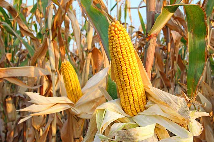 Projek Jagung Bijirin Kg Dadong Masih Berjalan Mynewshub