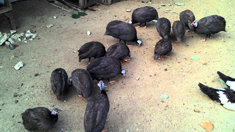 Bekas Pramugara Pilih Ternak Ayam Mutiara « MYNEWSHUB