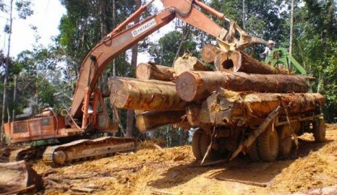 Sindiket Pembalakan Haram Di Ulu Muda Tumpas Mynewshub