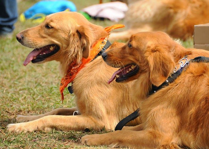 Rabies: Permintaan Lesen Anjing Meningkat Di Miri - MYNEWSHUB
