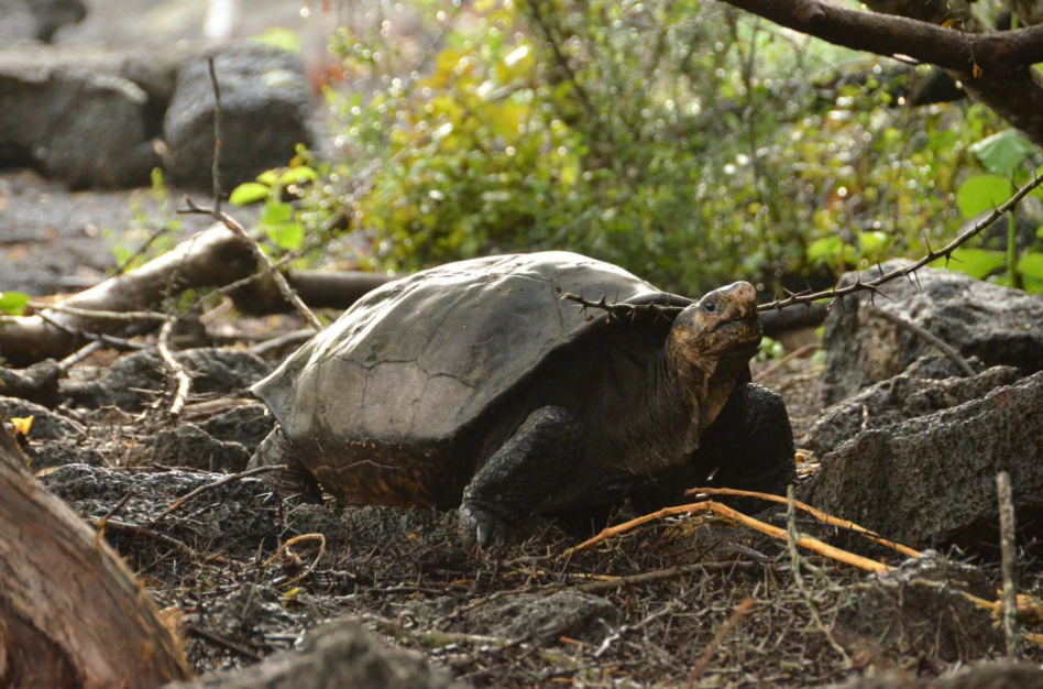 Kura Kura Gergasi Sudah Pupus Ditemui Di Galapagos Mynewshub