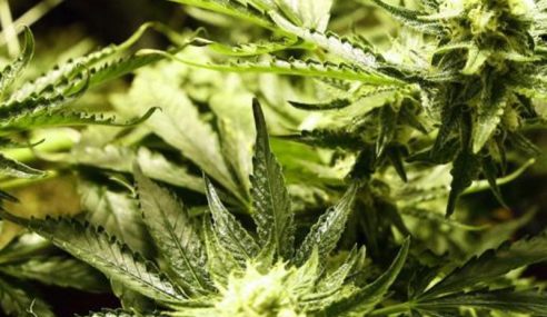 Kerajaan Akan Benarkan Penanaman Ganja Mynewshub