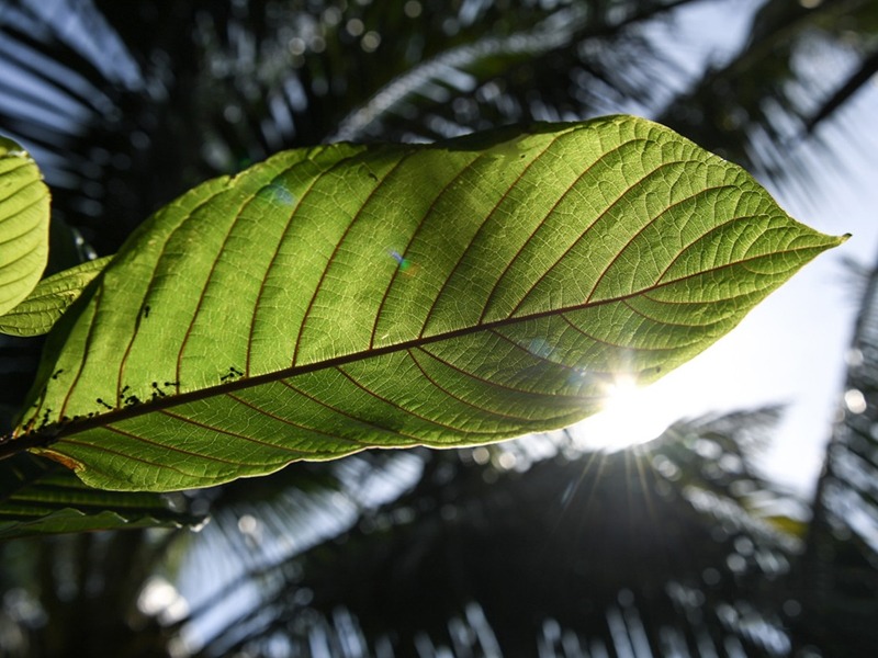 Ketum 'Penawar' Kencing Manis, Darah Tinggi Hanya Mitos 