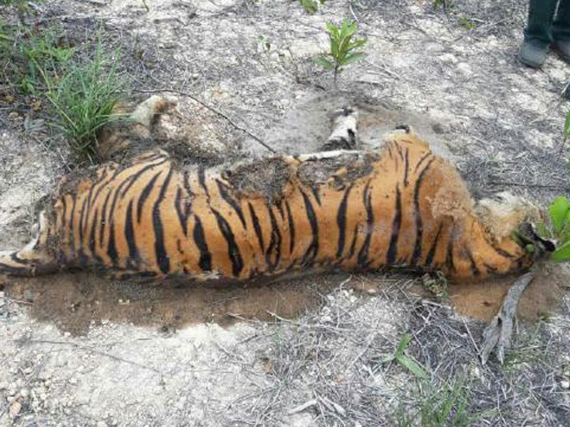  Harimau Belang  Mersing Ditemukan Mati MYNEWSHUB