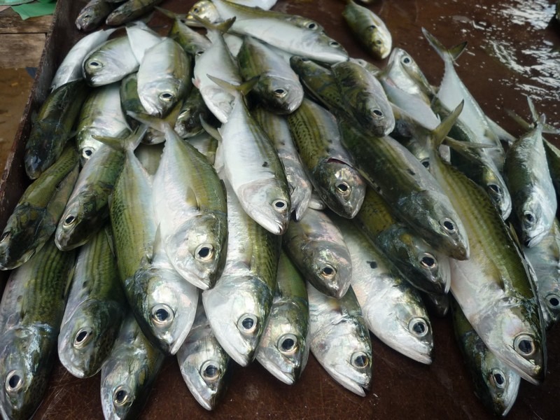  Ikan  Kembung Telur  Ayam Gred A Naik Harga MYNEWSHUB