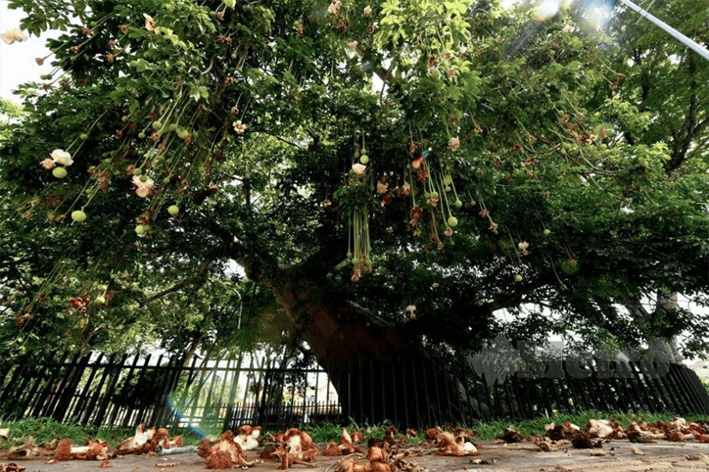 Tarikan Pokok Baobab 149 Tahun - MYNEWSHUB