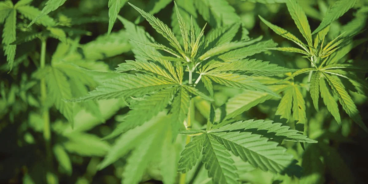 Boleh Tanam 10 Pokok Ganja Saja