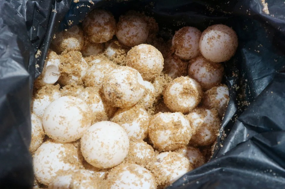 Penjara Setahun, Denda RM50,000 Miliki 1,769 Telur Penyu