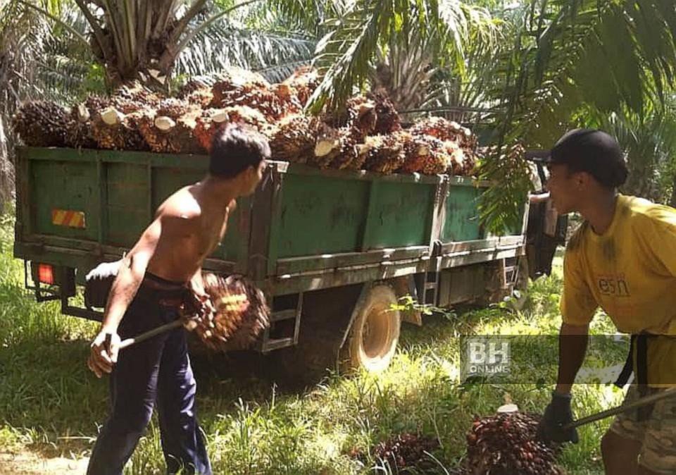 Pekebun Minta Kerajaan Mudahkan Proses Ambil Pekerja India, Pakistan