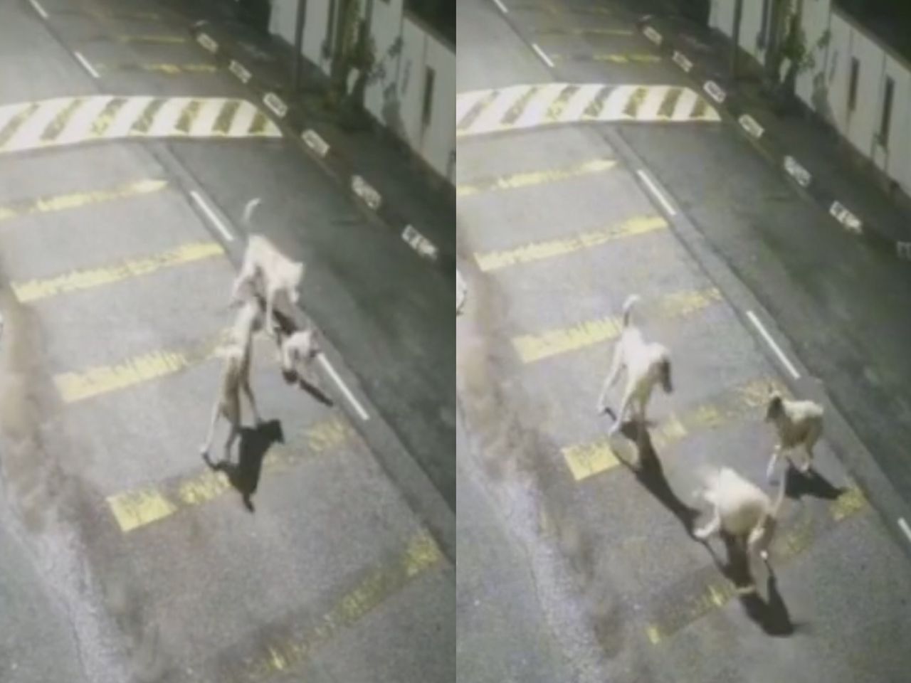 Kucing Digigit Teruk Anjing Jalanan