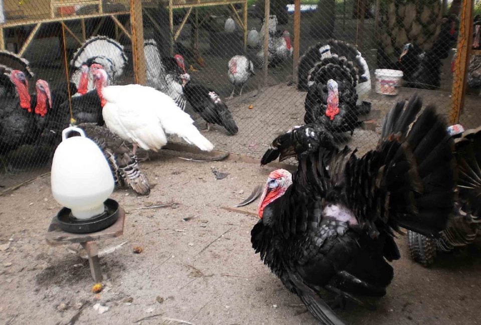44,000 Ayam Belanda Dihapuskan, Kekang Selsema Burung