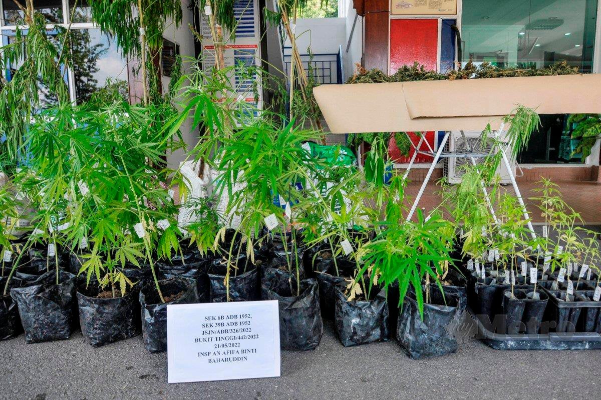 102 Pokok Ganja Sudah Diserah Kepada Jabatan Kimia