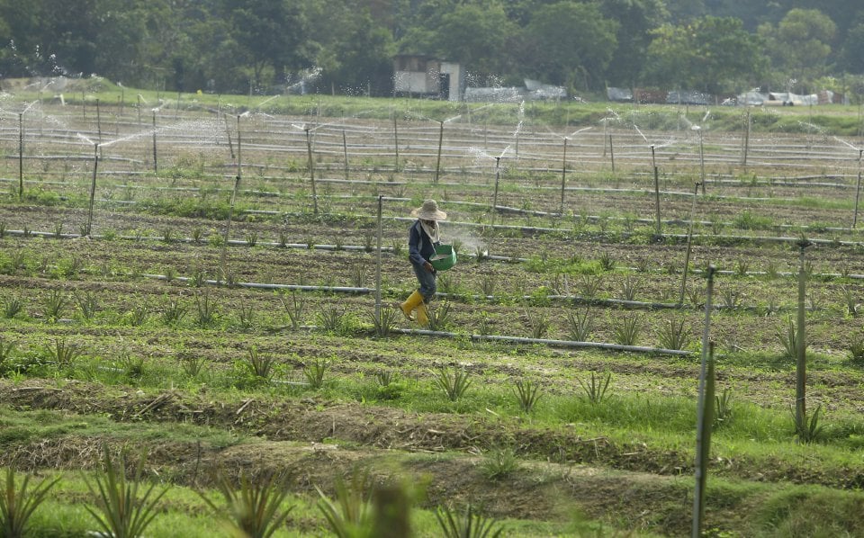 Manifesto BN: Enam Lembah Makanan Baharu