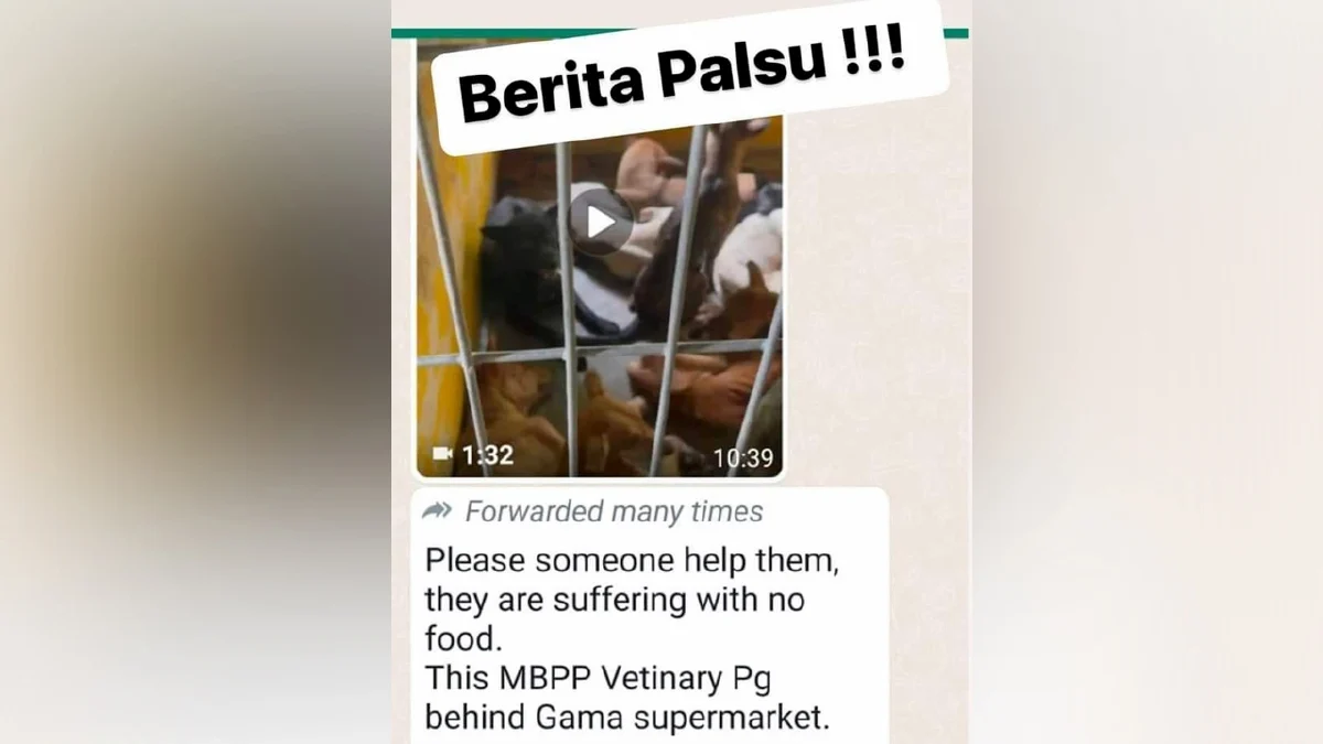 MBPP Nafi Video Tular Anjing Menderita Bawah Kendalian Mereka