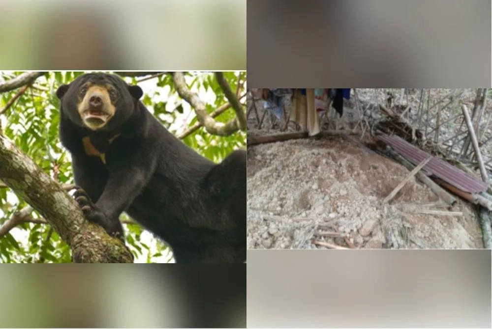 Beruang Didakwa Musnah Kubur, Makan Mayat: Penduduk Orang Asli Bimbang