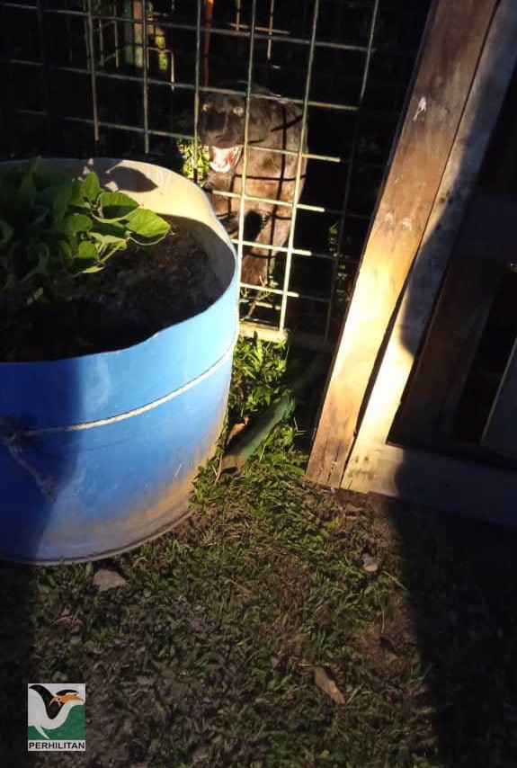 Harimau Kumbang Ketiga Ditangkap Di Gerik