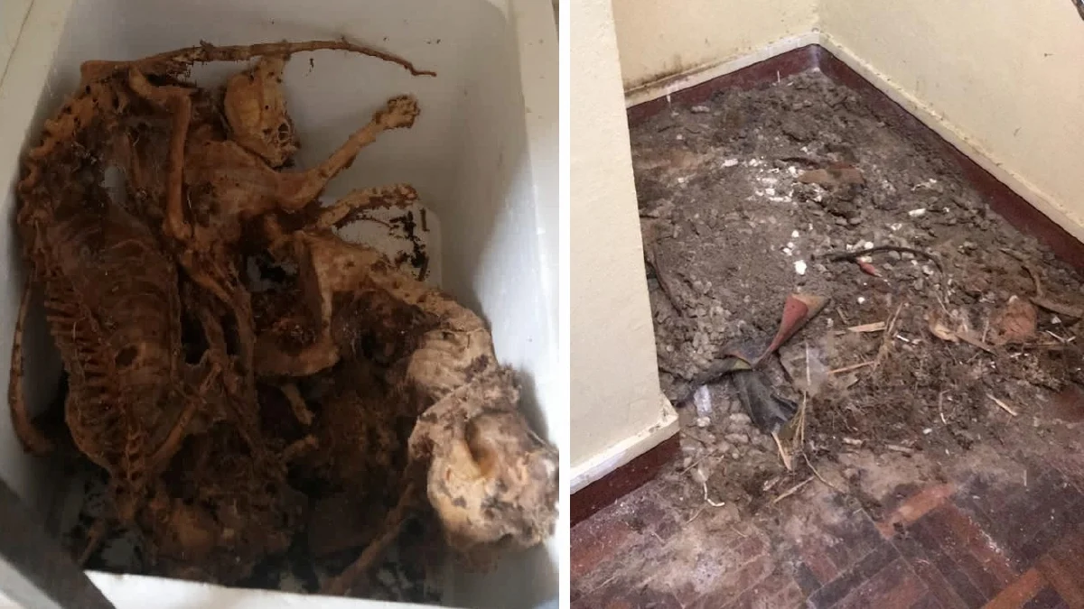 Bangkai Kucing Dalam Kondominium: Suspek Dikatakan Pencinta Haiwan