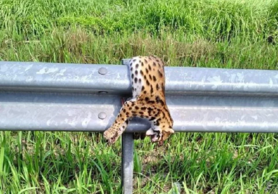 Kucing Batu Mati Dilanggar