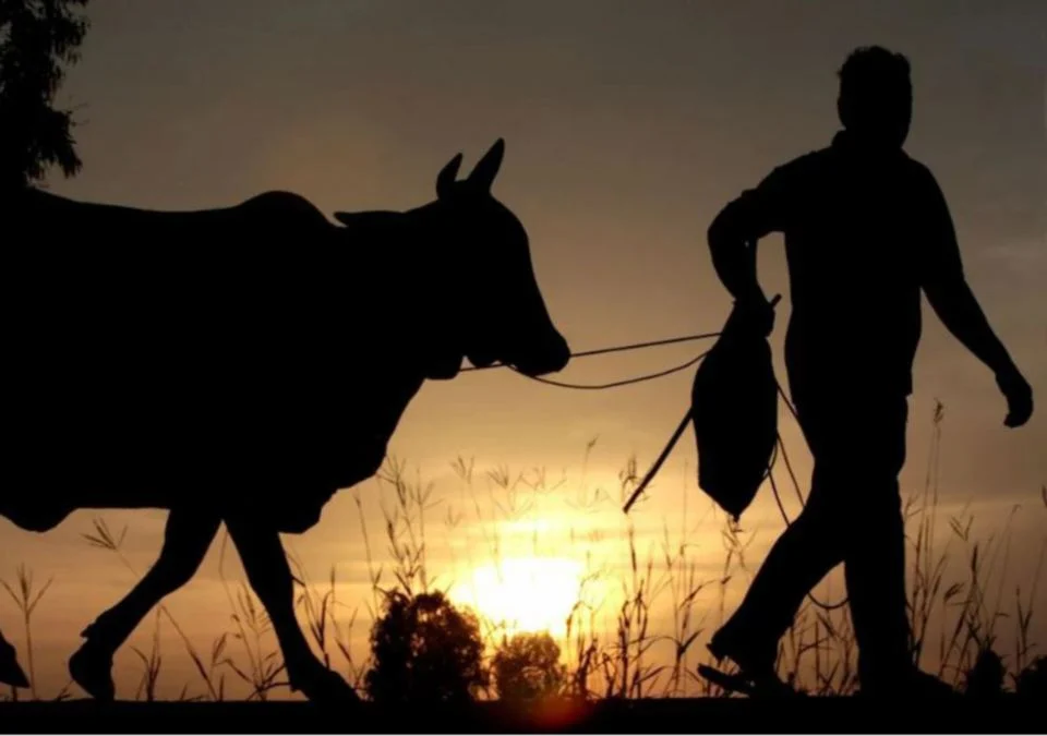 Wabak Lembu Gila Di Brazil Tidak Jejas Bekalan Daging Import Malaysia