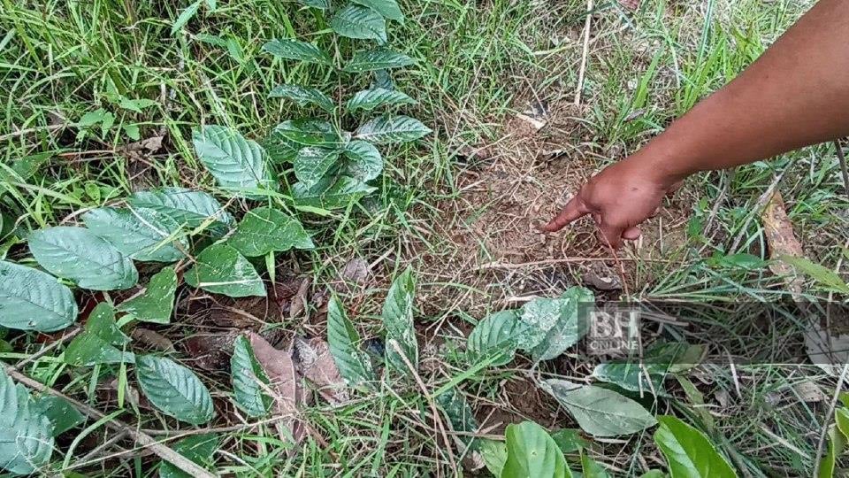 Harimau Baham Lembu, Penduduk Merbau Menyusut Dinasihat Jauhi Hutan
