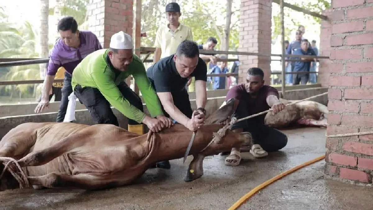 Sultan Johor Kurnia 100 Lembu Korban Sempena Aidiladha