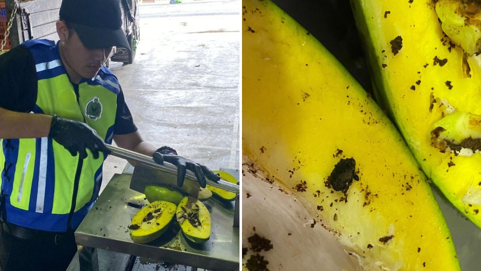 MAQIS Tahan Kemasukan Mangga Dari Thailand