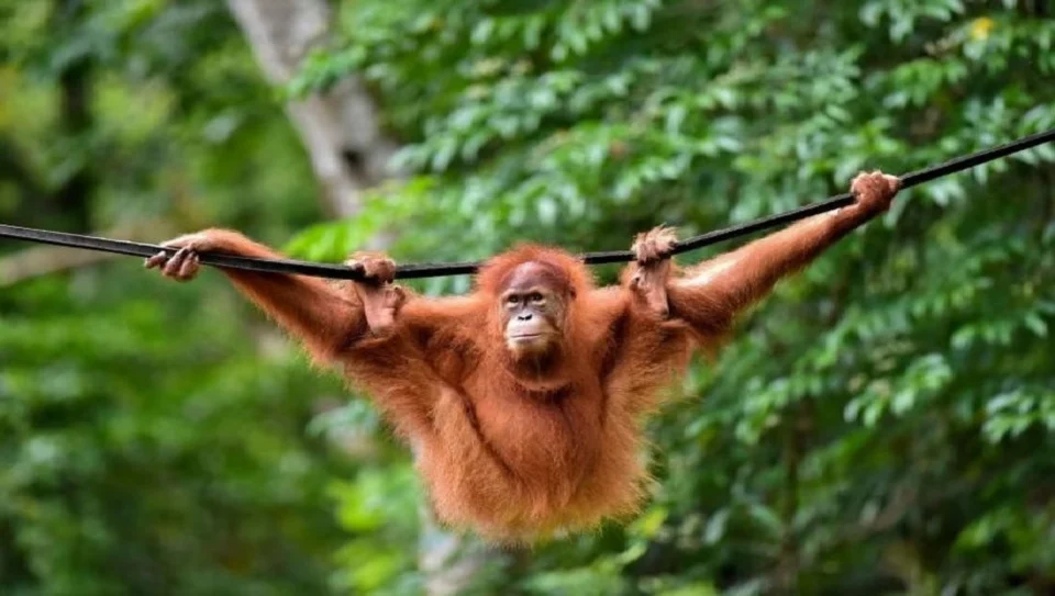 Orang Utan Jadikan Pokok Kelapa Sawit Sebagai Sarang, Makan Buah Sawit – Kajian